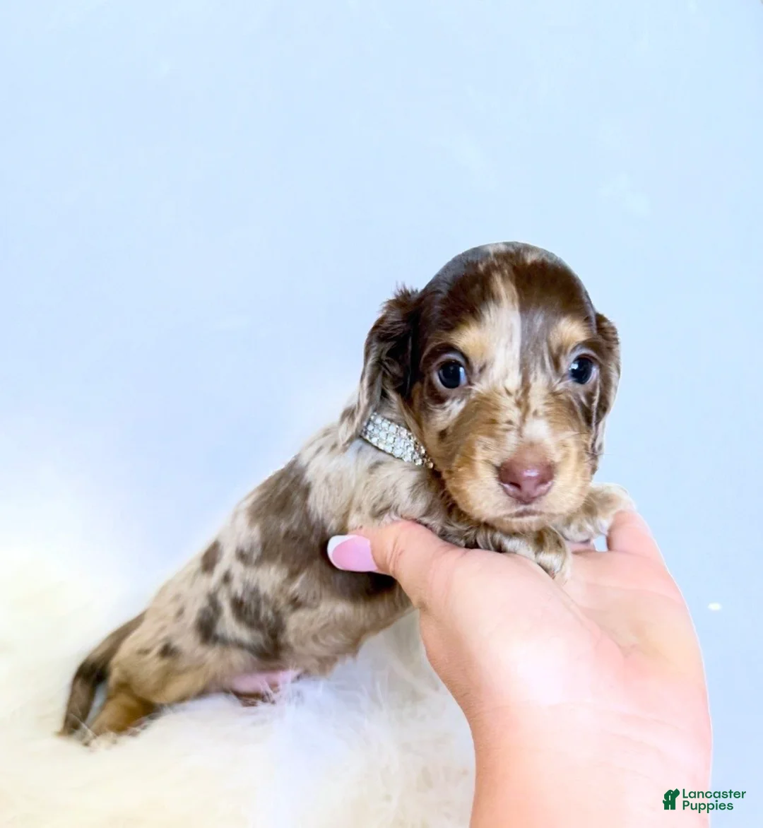 Miniature Dachshund dogs for sale: Jasper  - Ad 2