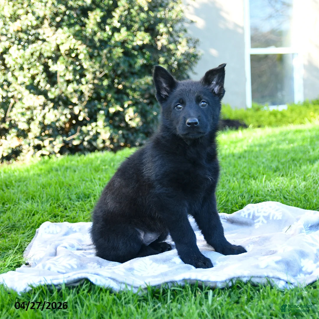 German Shepherd dogs for sale: Lori - Ad 1