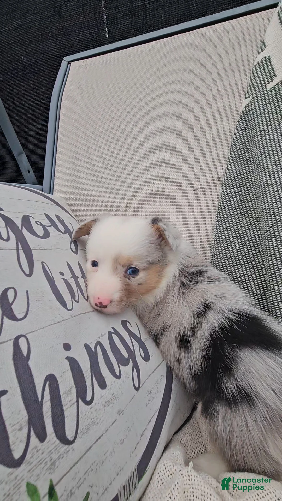 Mixed Breed dogs for sale: Reed - Ad 5