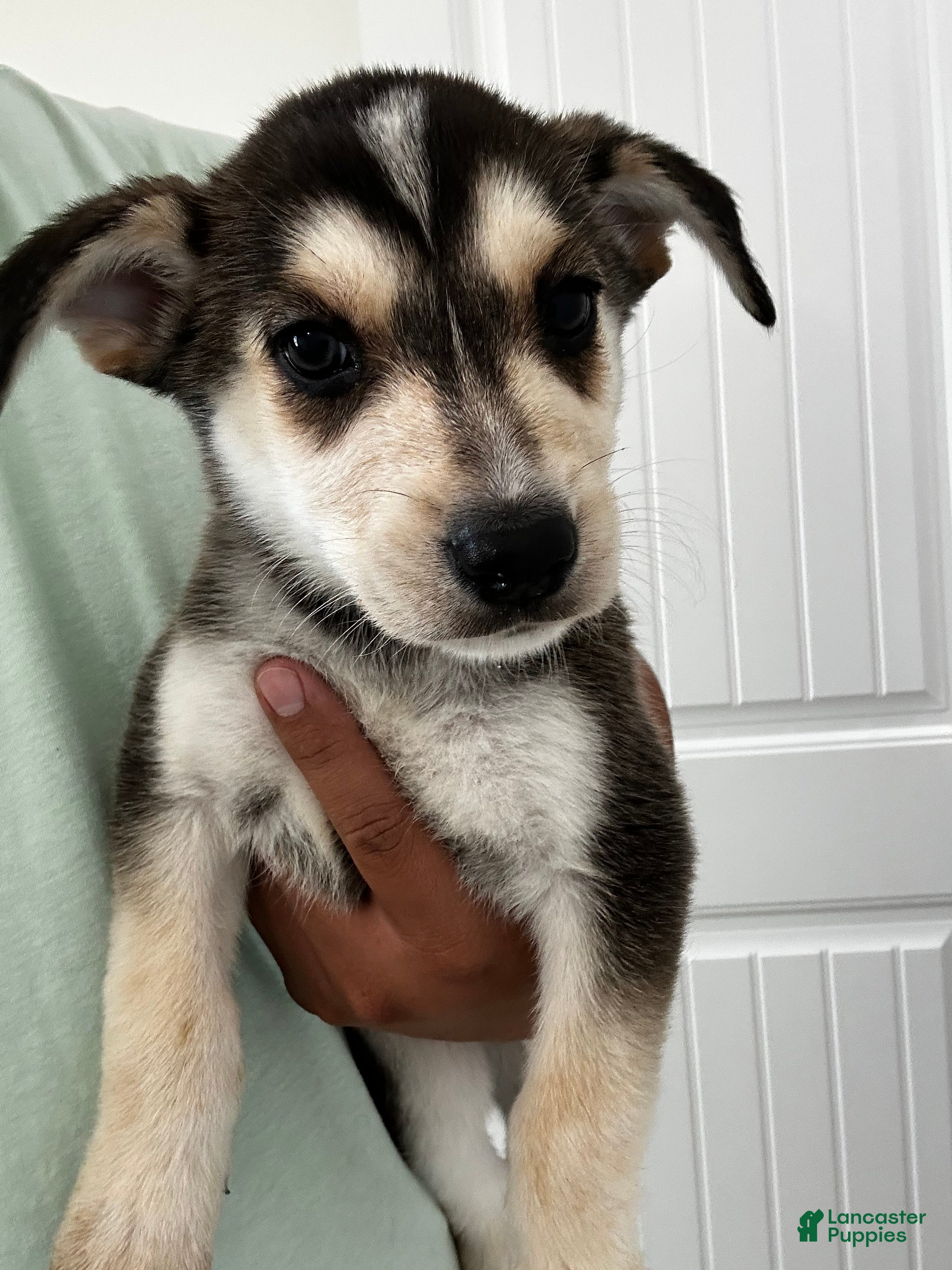 Gerberian Shepsky dogs Gerberian Shepsky Puppy 3 - Ad 5
