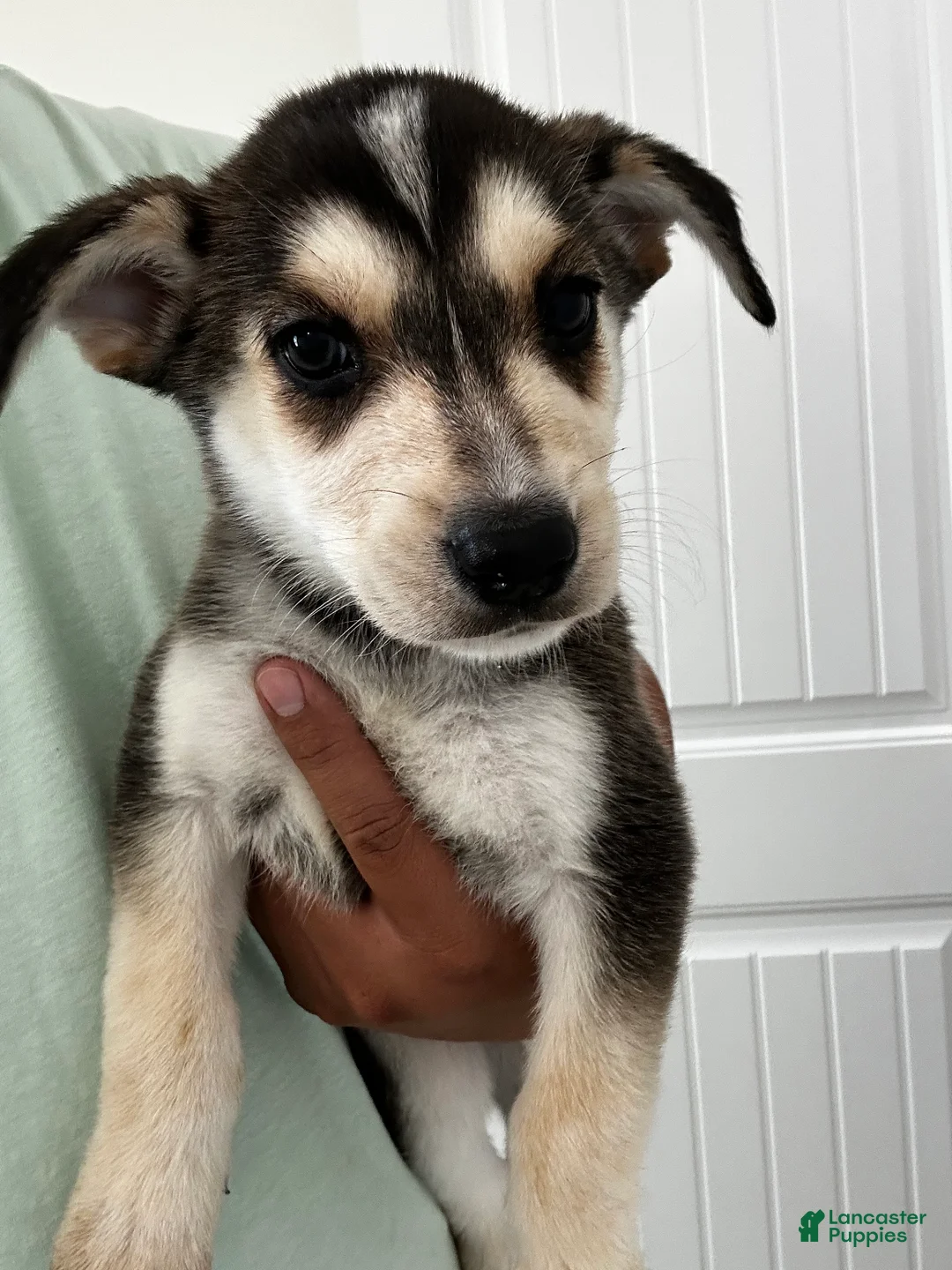 Gerberian Shepsky dogs for sale: Gerberian Shepsky Puppy 3 - Ad 1