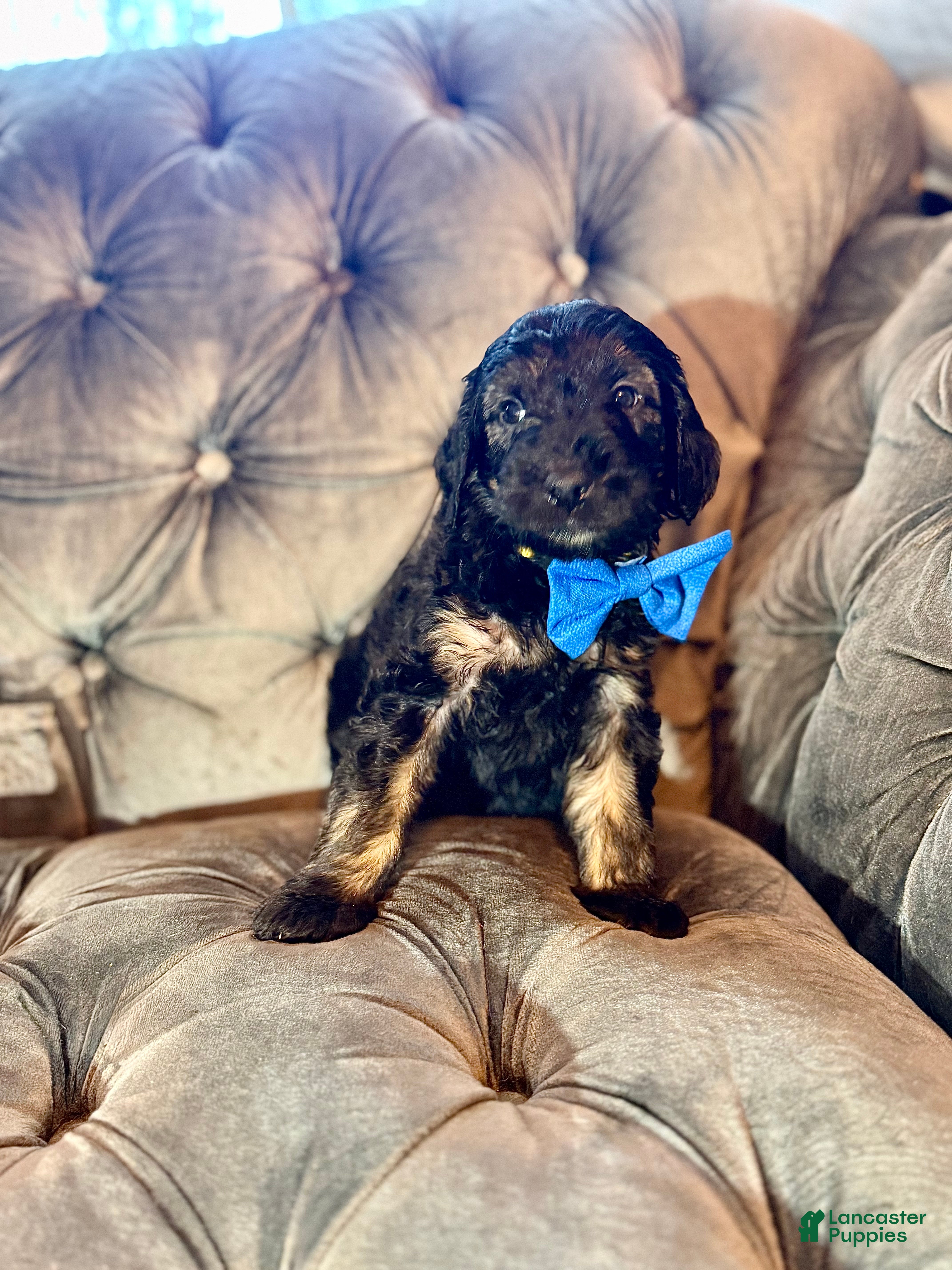 Goldendoodle dogs Yellow - Ad 8