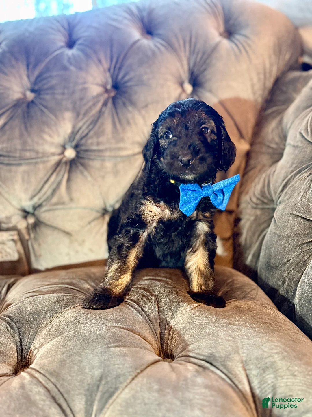 Goldendoodle dogs for sale: Yellow - Ad 1