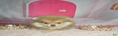 Pomeranian 2