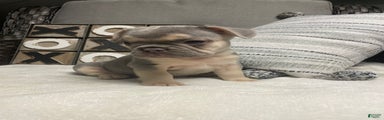French Bulldog Puppy 3