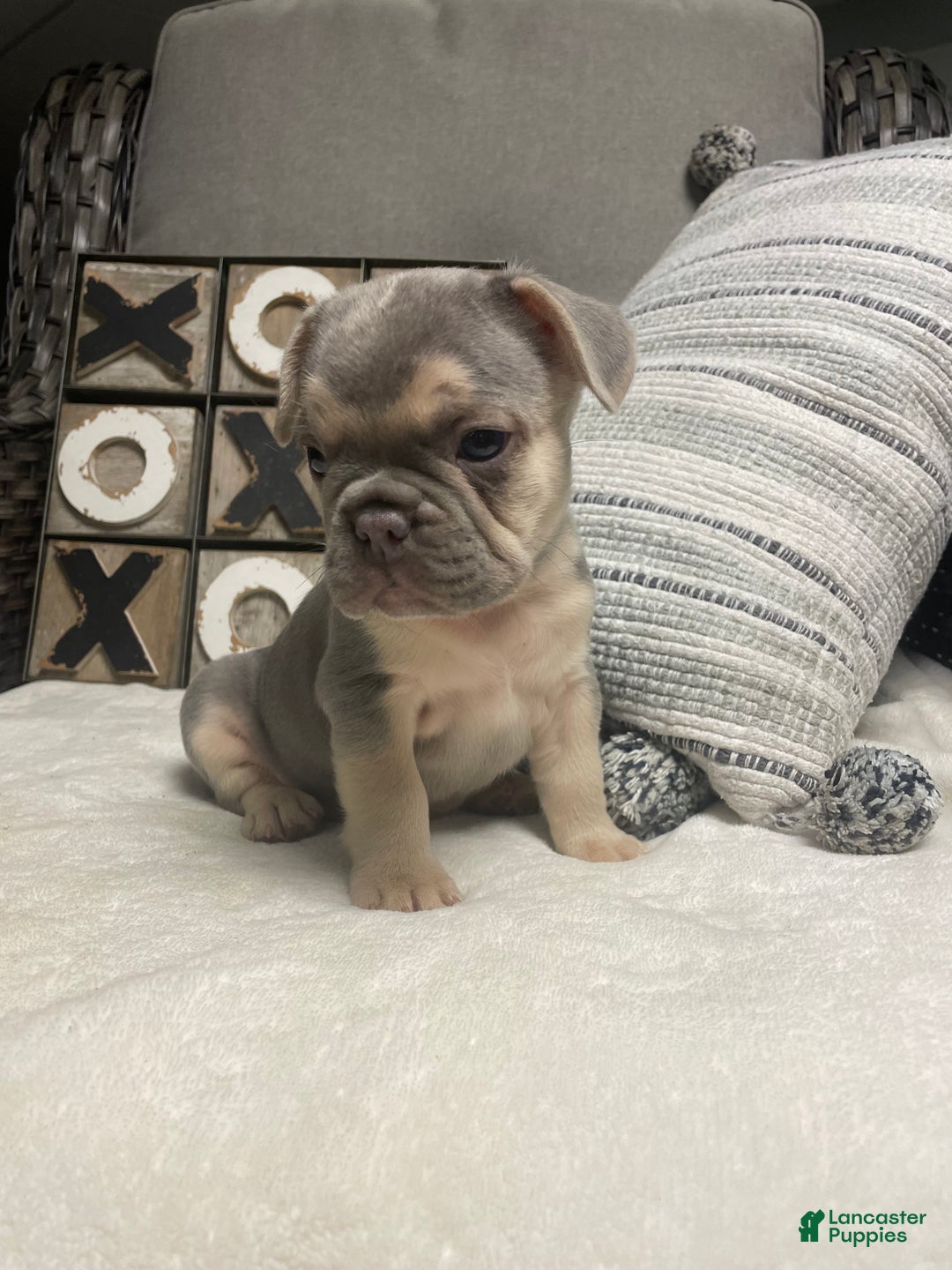 French Bulldog dogs for sale: French Bulldog Puppy 3 - Ad 1