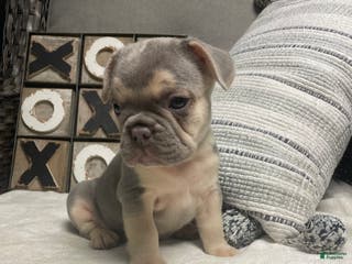 French Bulldog dogs French Bulldog Puppy 3 - Ad 33