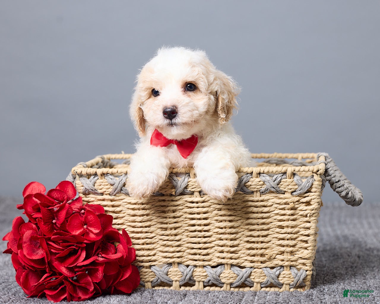 Bichpoo dogs Kaiden - Ad 1
