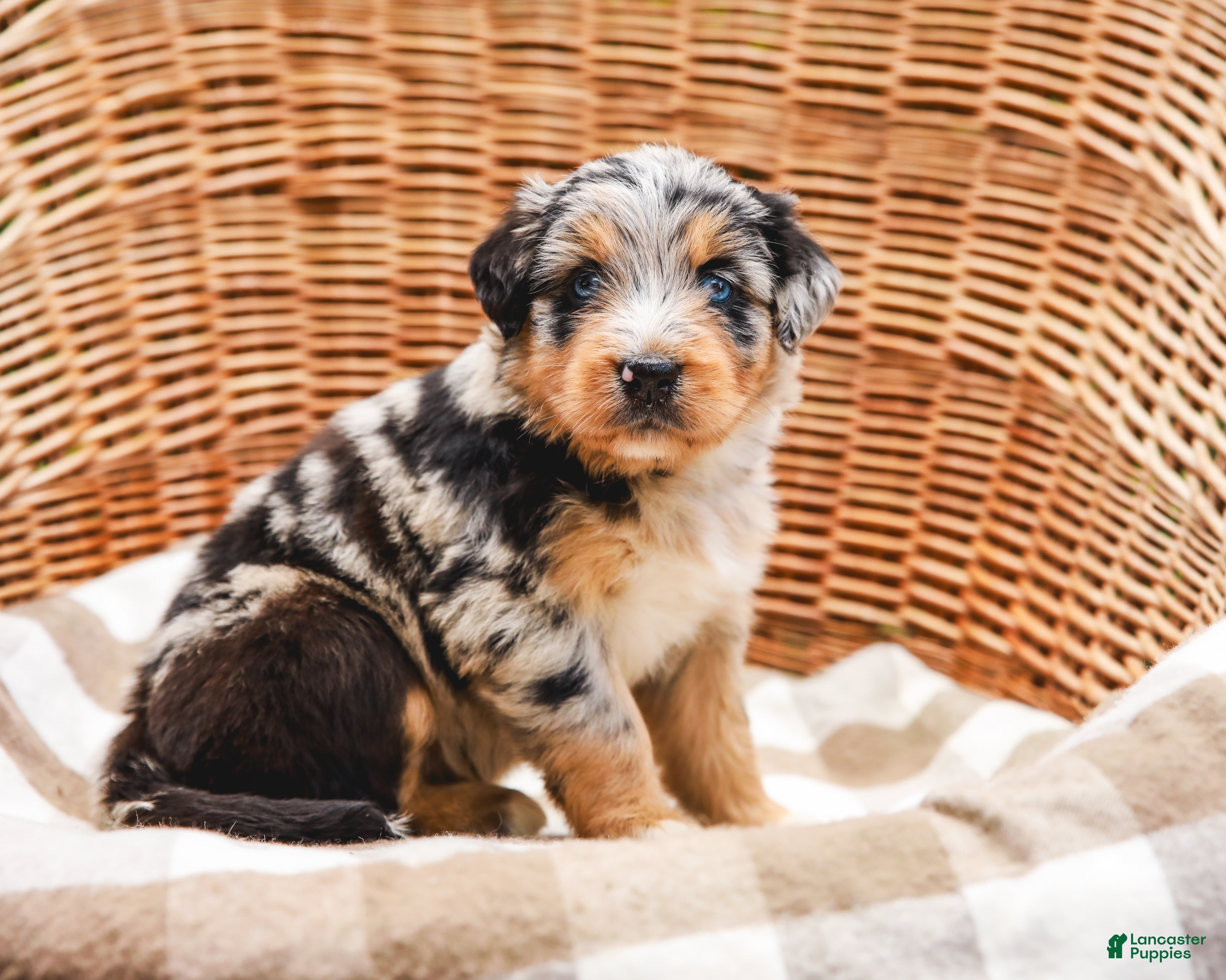 Aussiedoodle dogs Brooke Standard Sized - Ad 1