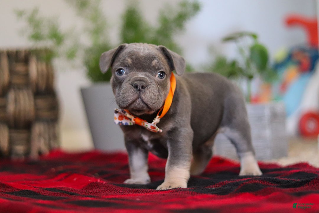Frenchton dogs for sale: Archie - Ad 2
