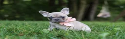 French Bulldog dogs for sale: Bailey - Ad 3