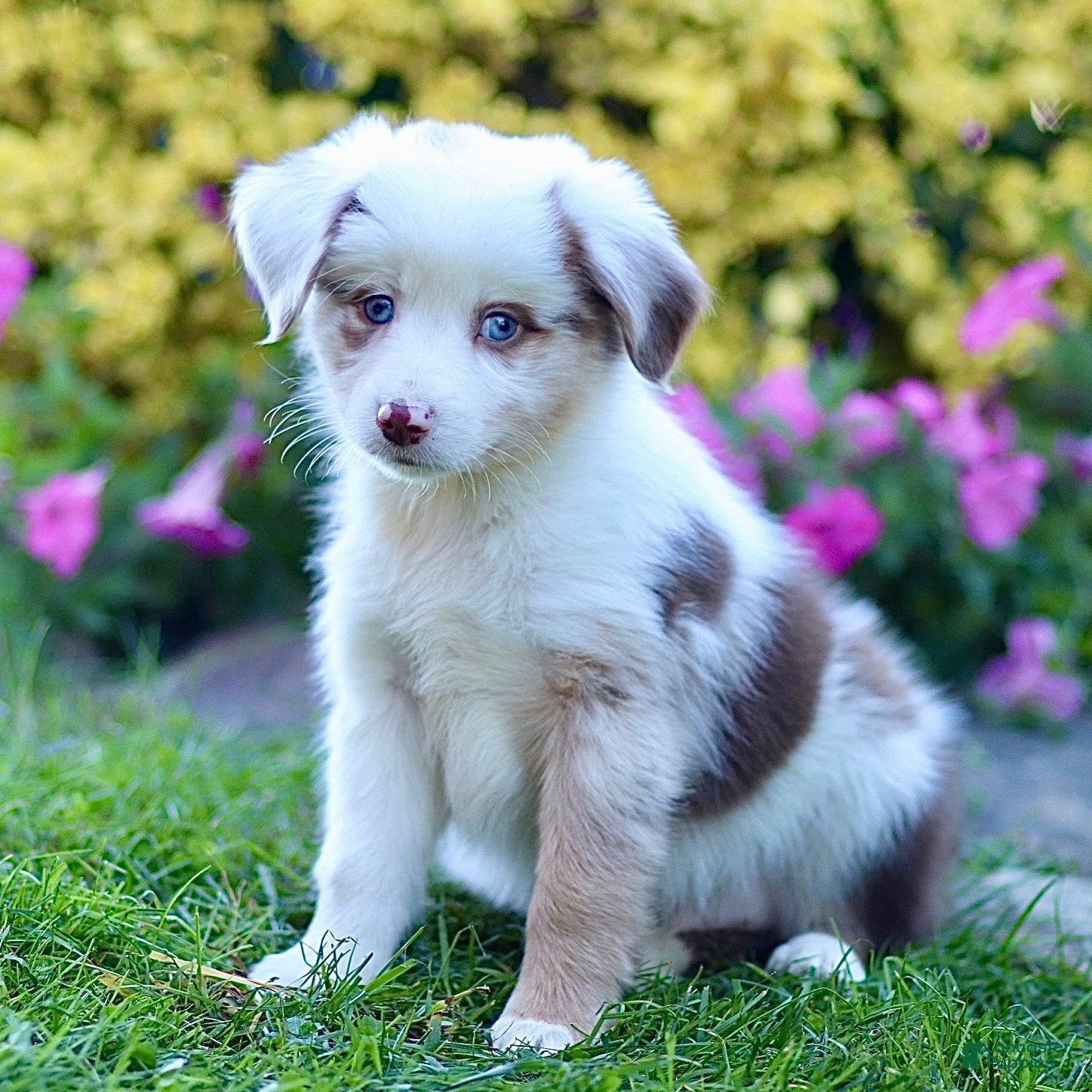 Miniature Australian Shepherd dogs Georgia - Ad 2