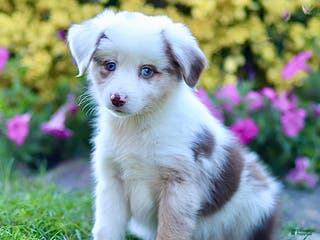 Miniature Australian Shepherd dogs Georgia - Ad 10