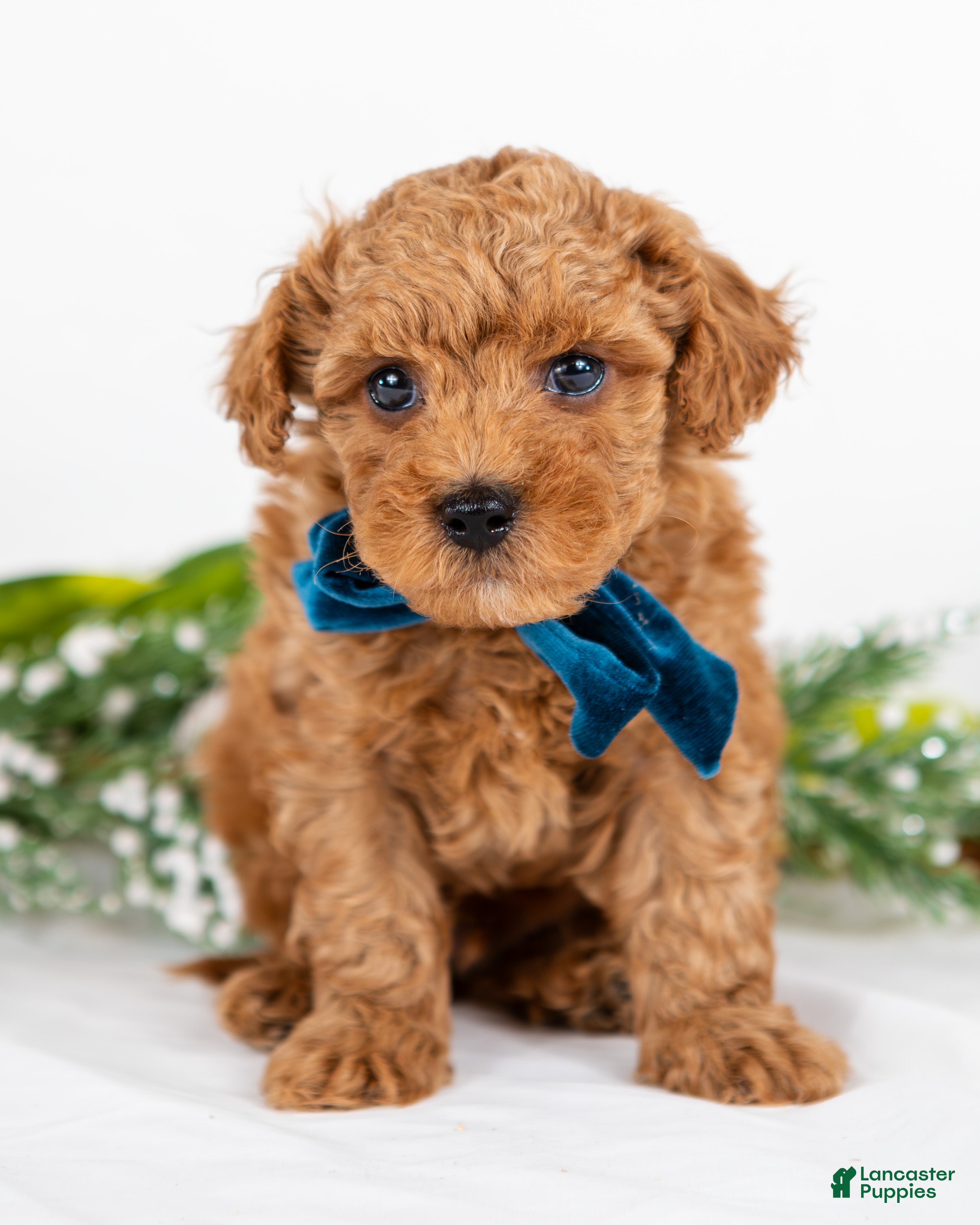 Mini Goldendoodle dogs Parker - Ad 8