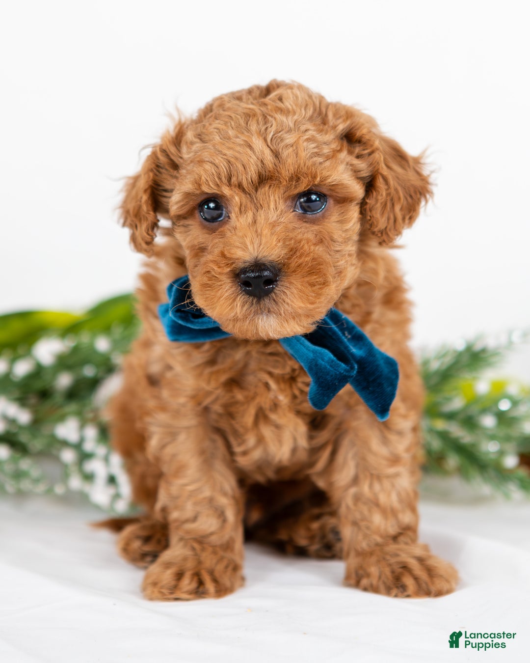 Mini Goldendoodle dogs for sale: Parker - Ad 1