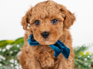 Mini Goldendoodle dogs Parker - Ad 7