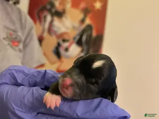 Schnoodle dogs Schnoodle Puppy 4 - Ad 12