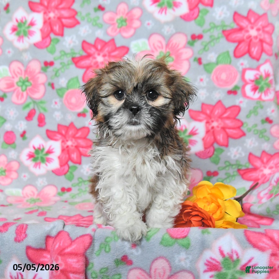 Shih Tzu dogs Scout - Ad 1