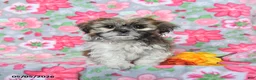 Shih Tzu dogs for sale: Scout - Ad 1