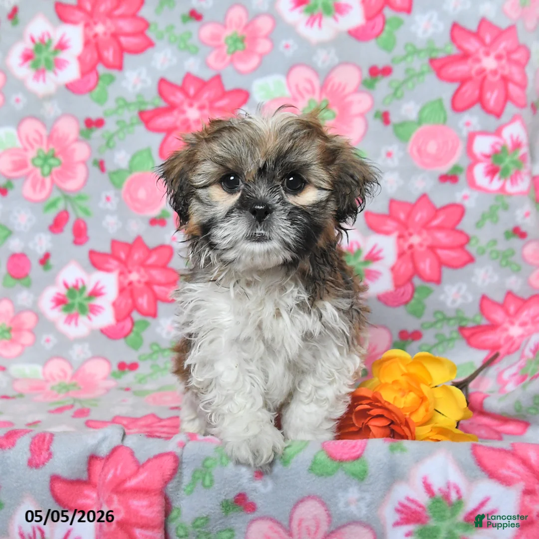 Shih Tzu dogs for sale: Scout - Ad 1