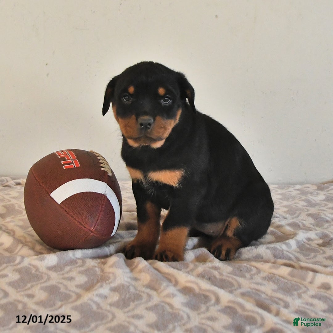 Rottweiler dogs for sale: Noelle - Ad 2