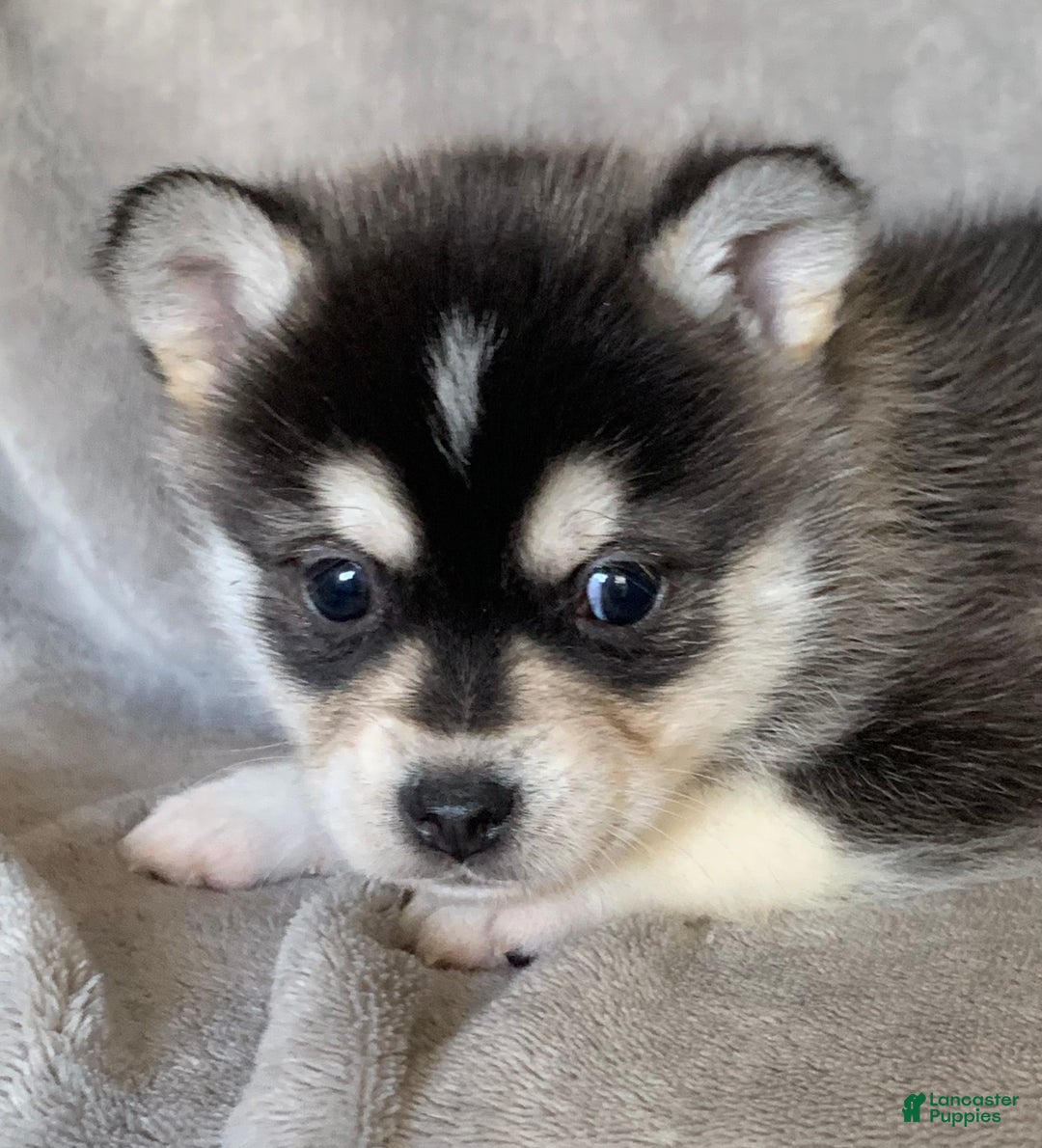 Alaskan Klee Kai dogs for sale: Tiny 2 lbs Cutie~ PEBBLE~!!! - Ad 10