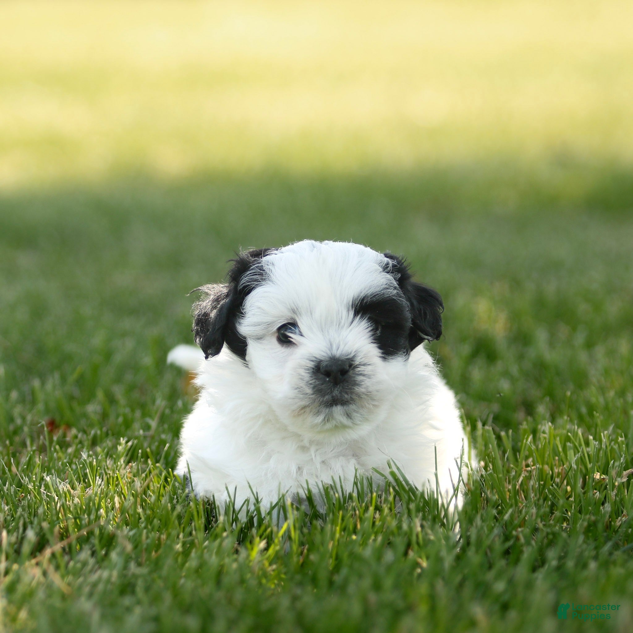 Teddy Bear dogs Oreo Teddy Bear Puppy  - Ad 2