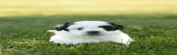 Teddy Bear dogs for sale: Oreo Teddy Bear Puppy  - Ad 2