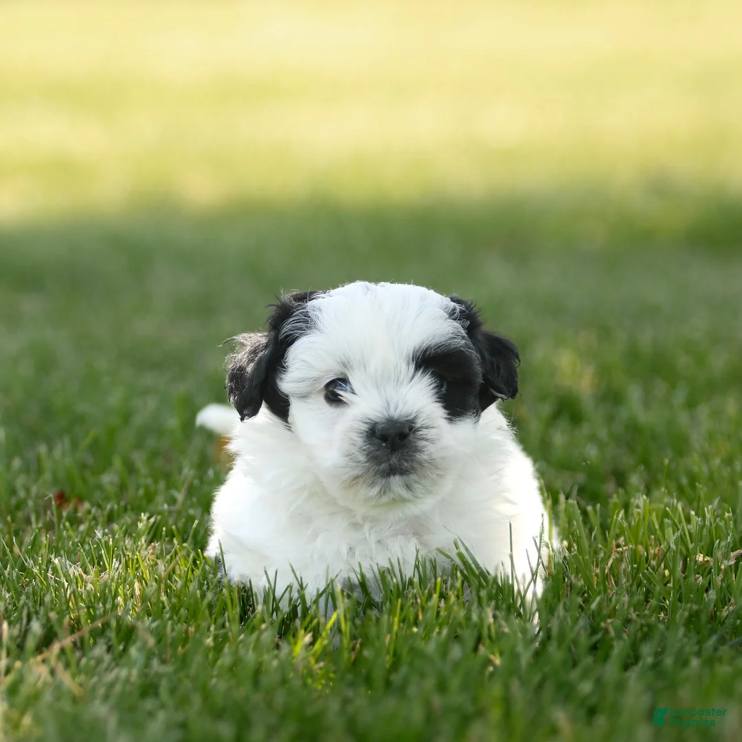 Teddy Bear dogs for sale: Oreo Teddy Bear Puppy  - Ad 2
