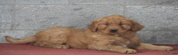 Golden Retriever dogs for sale: Dasher - Ad 2