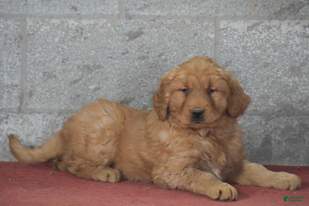 Golden Retriever dogs for sale: Dasher - Ad 2