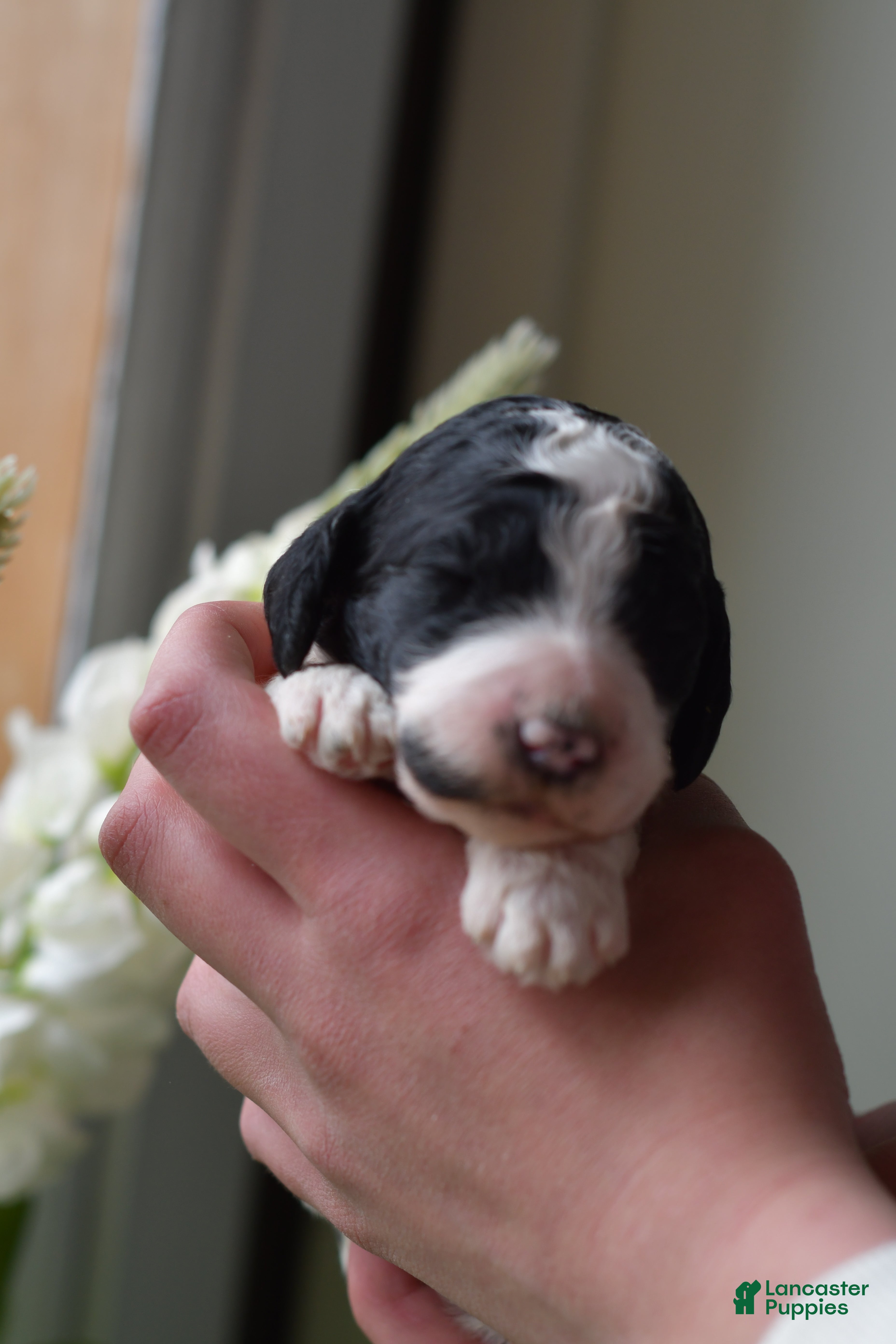 Standard Poodle dogs Standard Poodle Puppy 5 - Ad 2