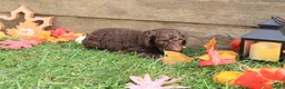 Standard Poodle dogs for sale: Ruth - Ad 3