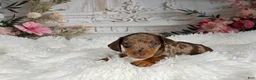Miniature Dachshund dogs for sale: AKC-Charlotte - Ad 3