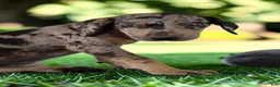 Catahoula Leopard Dog dogs for sale: Tigger 2026 Male 2 - Ad 4