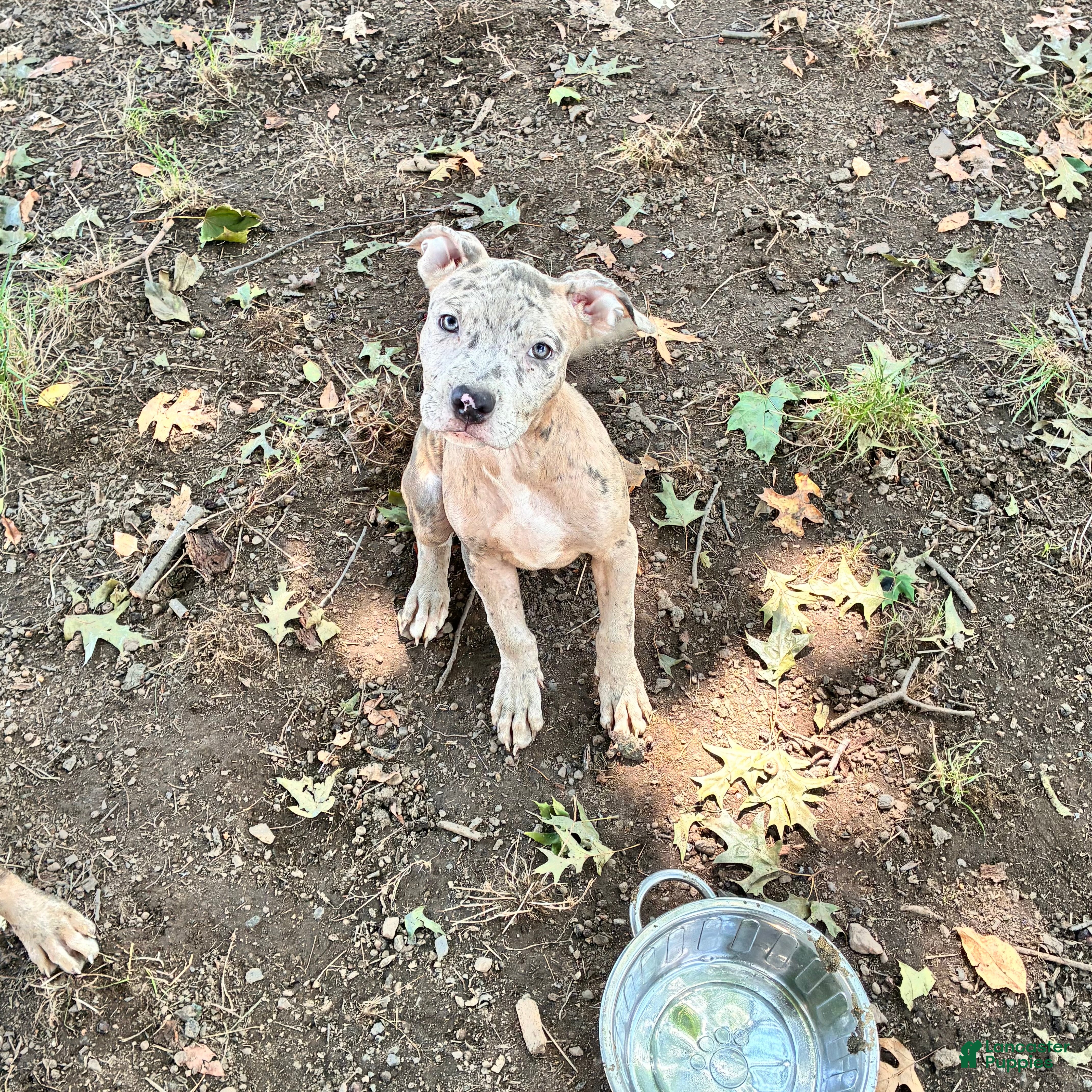 Mixed Breed dogs Mixed Breed 4 - Ad 1