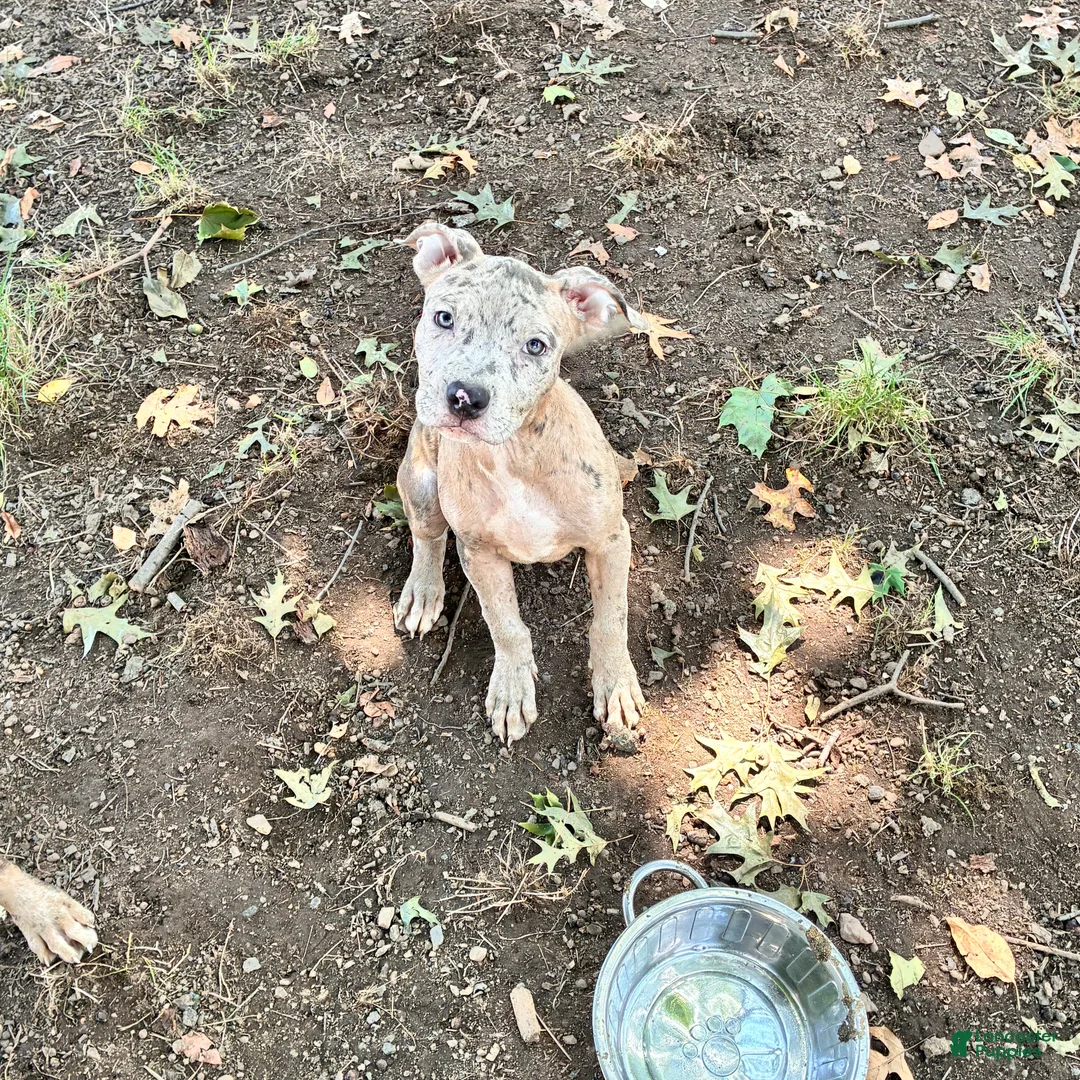 Mixed Breed dogs for sale: Mixed Breed 4 - Ad 1