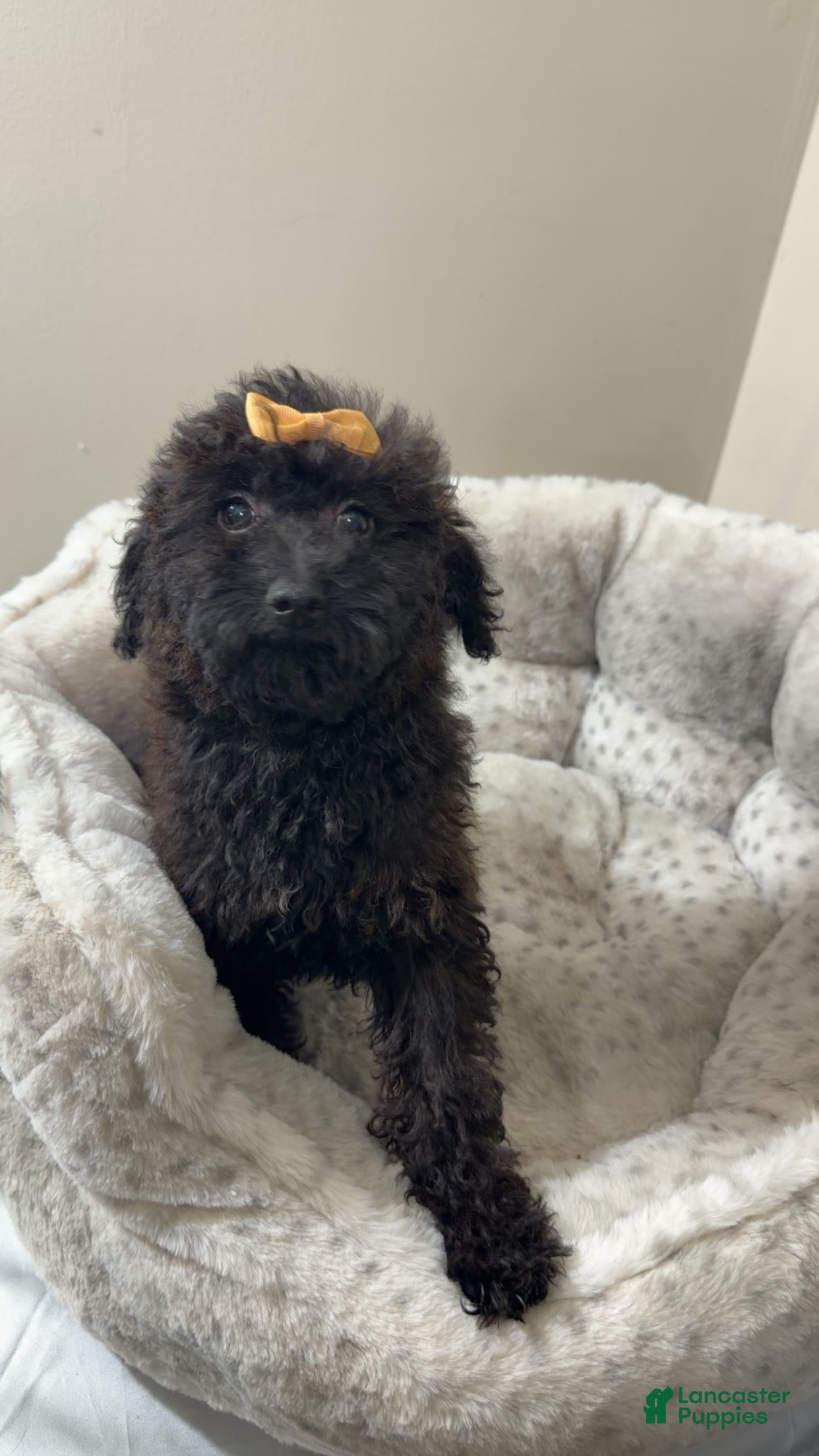 Yorkiepoo dogs for sale: Pixie  - Ad 1