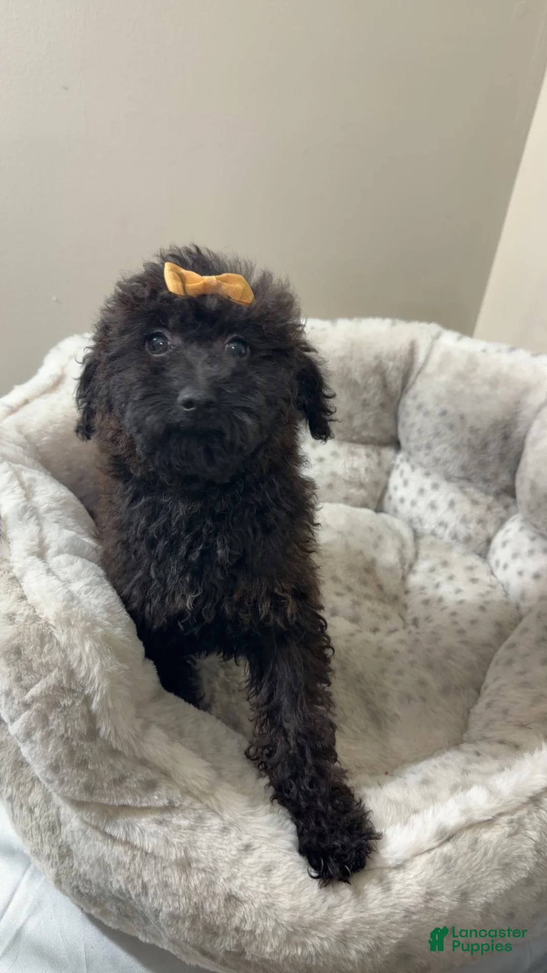 Yorkiepoo dogs for sale: Pixie  - Ad 1