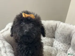 Yorkiepoo dogs Pixie - Ad 5