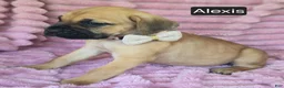 Cane Corso dogs for sale: Alexis - Ad 3