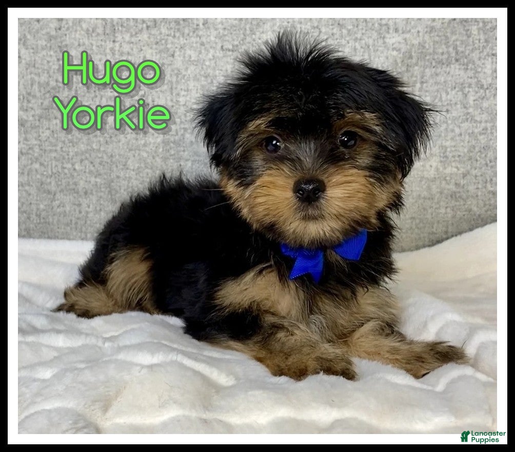 Yorkshire Terrier dogs for sale: Hugo - Ad 3