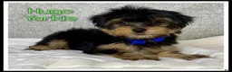 Yorkshire Terrier dogs for sale: Hugo - Ad 1