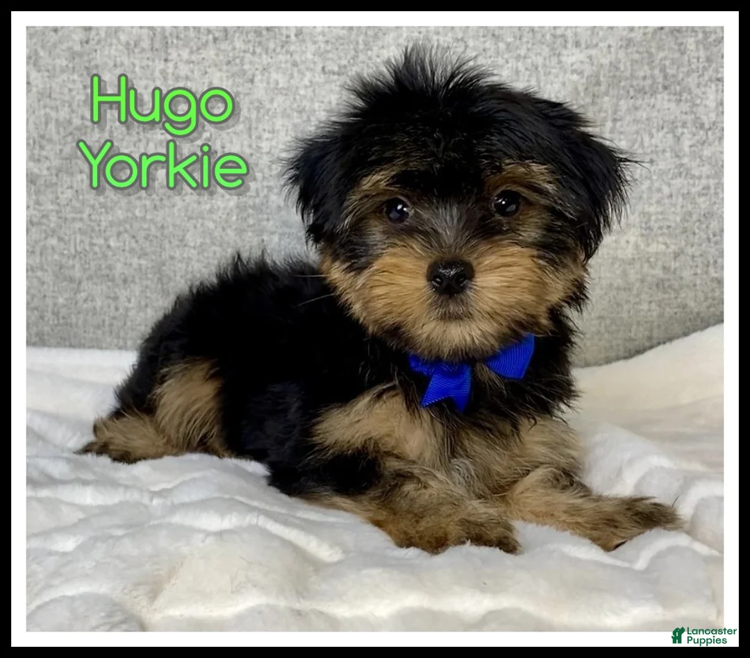 Yorkshire Terrier dogs for sale: Hugo - Ad 1