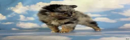 Pomeranian dogs for sale: Tipton - Ad 22