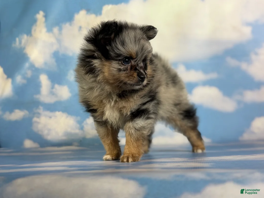 Pomeranian dogs for sale: Tipton - Ad 27
