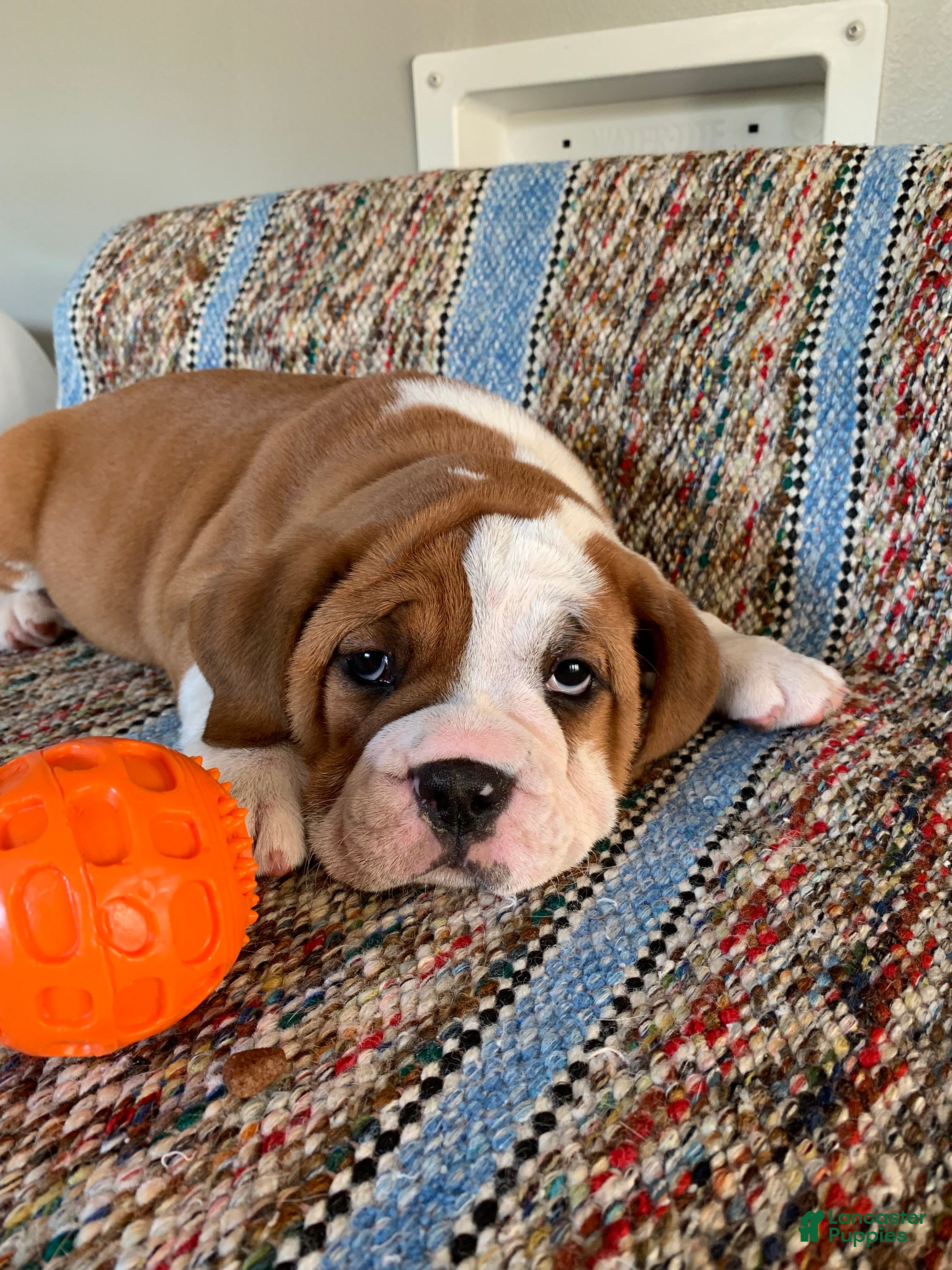 Beabull dogs Lilly - Ad 36