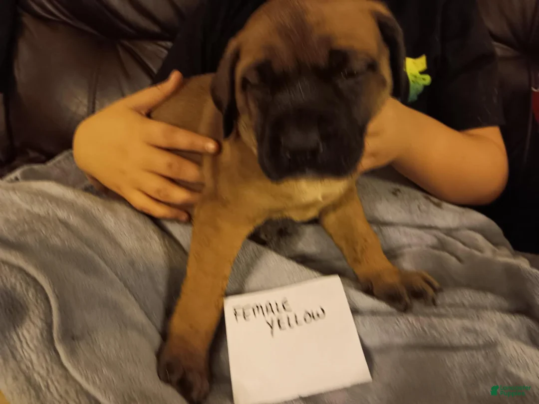 English Mastiff dogs for sale: English Mastiff Puppy 4 - Ad 2