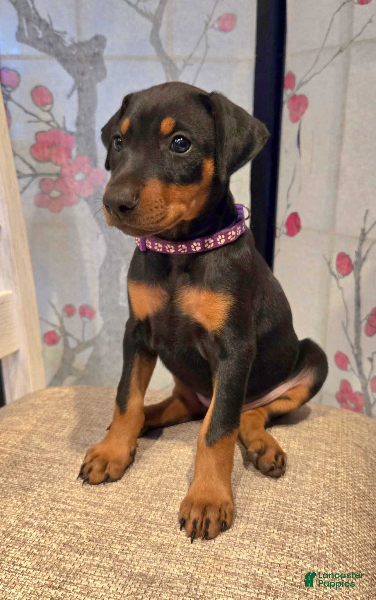Doberman Pinscher dogs Doberman Pinscher Puppy 2 - Ad 1