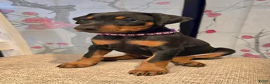 Doberman Pinscher Puppy 2
